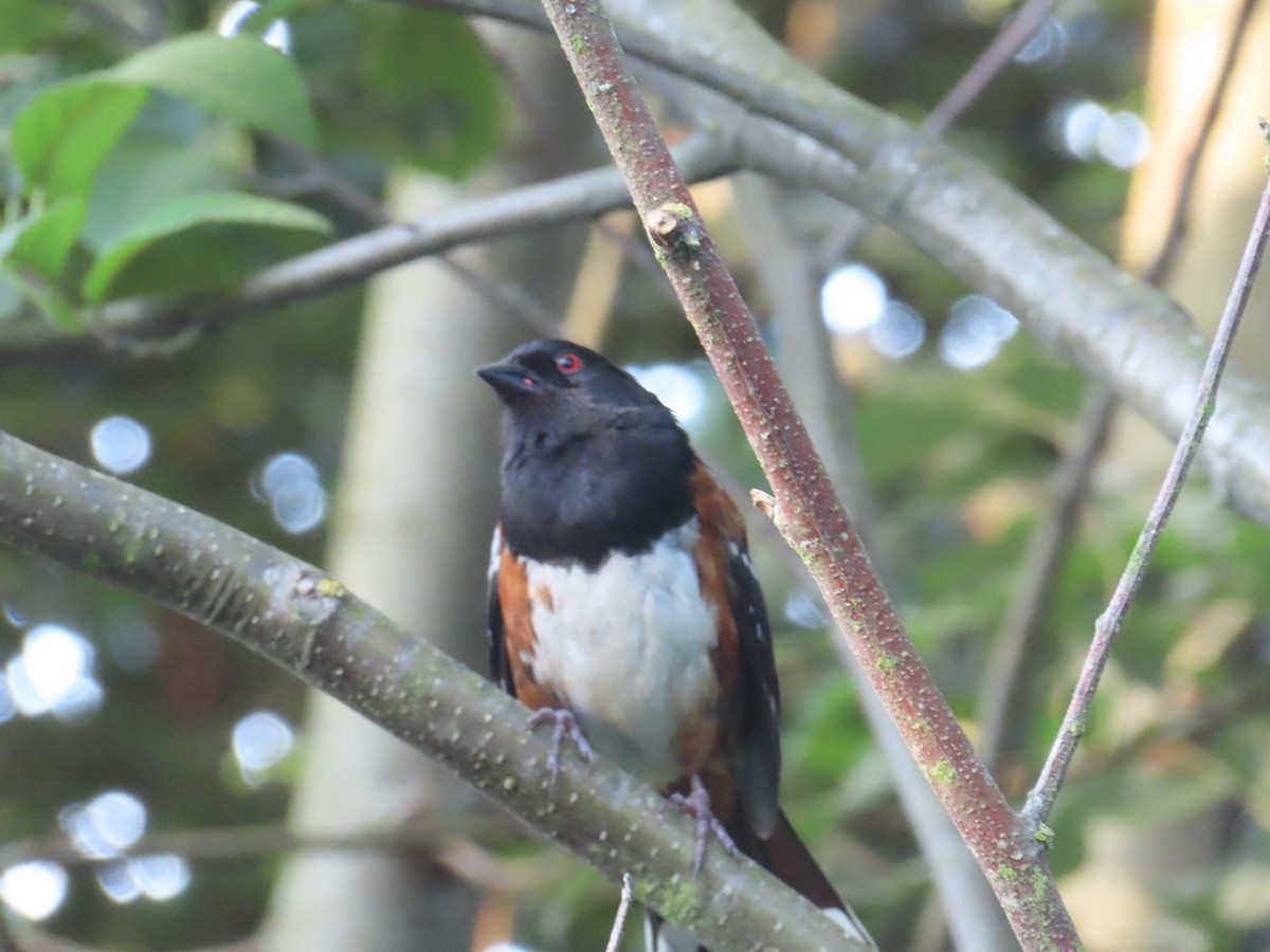 Spotted Towhee - ML622092041