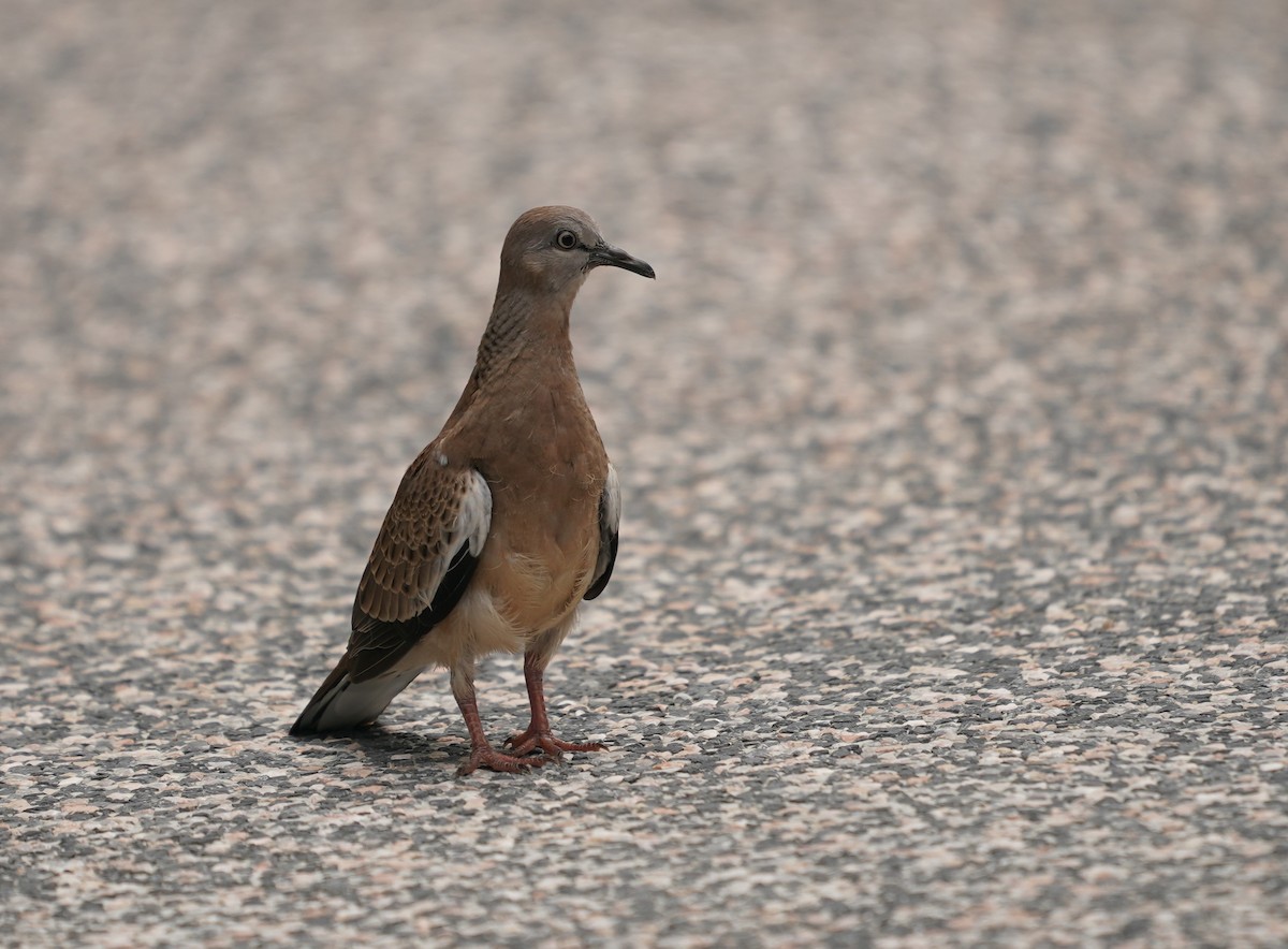 Zebra Dove - Keng Keok Neo