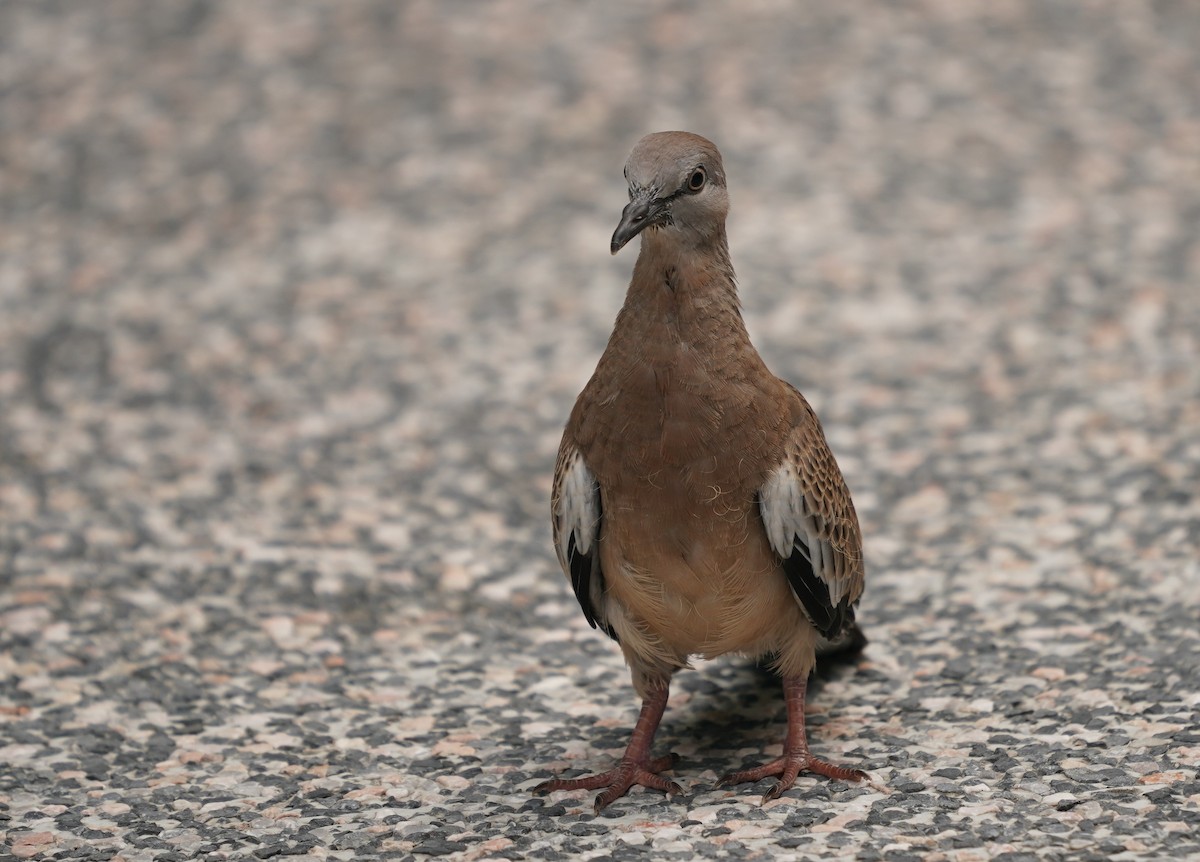 チョウショウバト - ML622092056