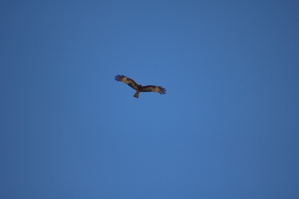 Square-tailed Kite - Oscar Dove