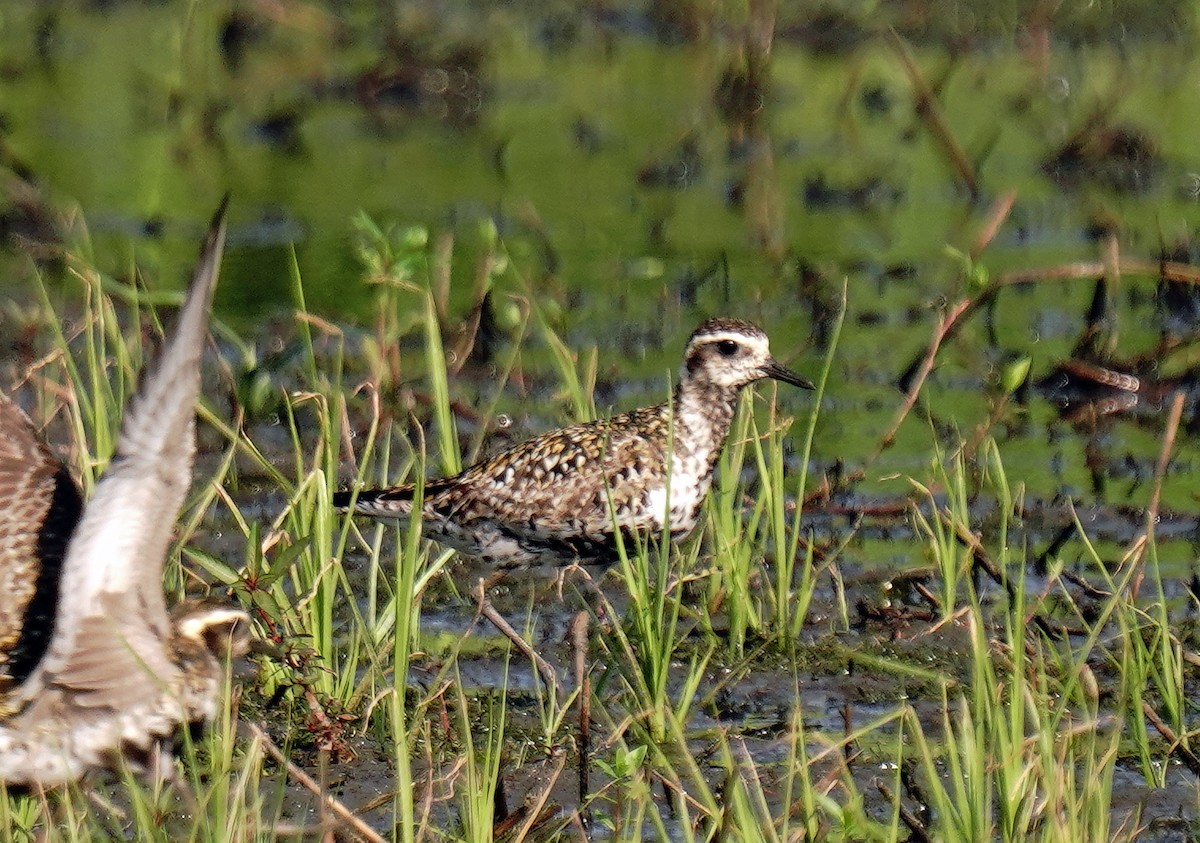 Pacific Golden-Plover - ML622092070