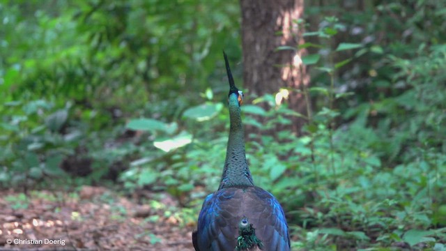 Green Peafowl - ML622092089