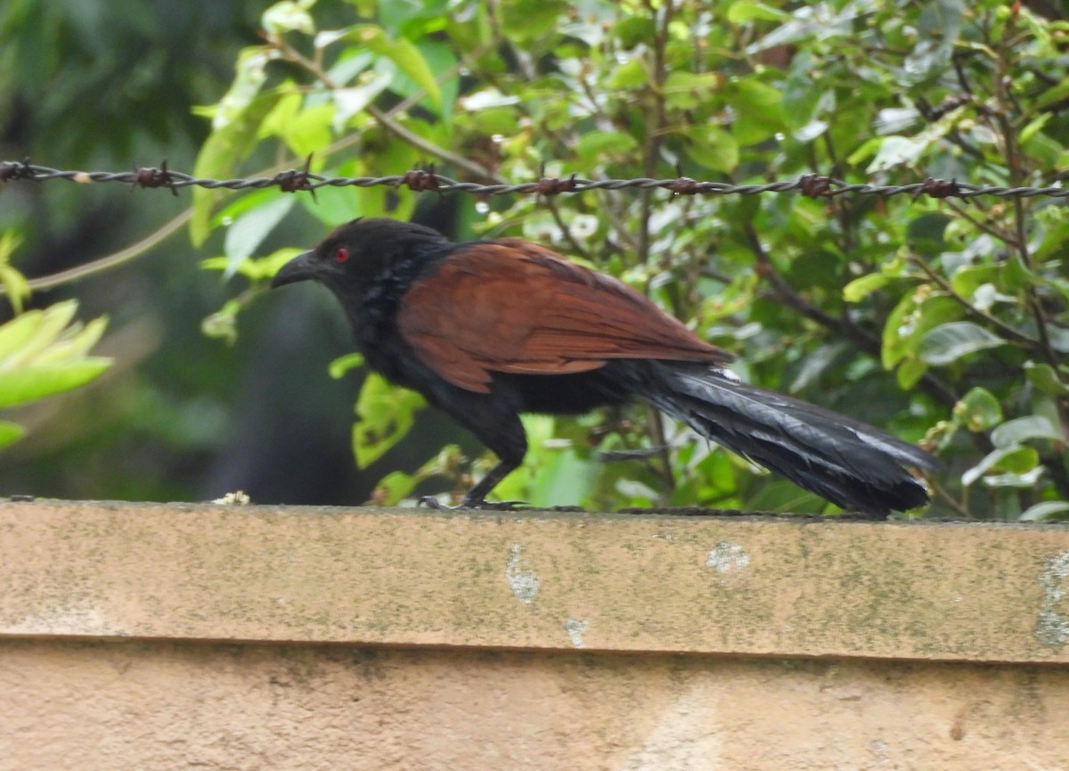 Greater Coucal - Manju Sinha