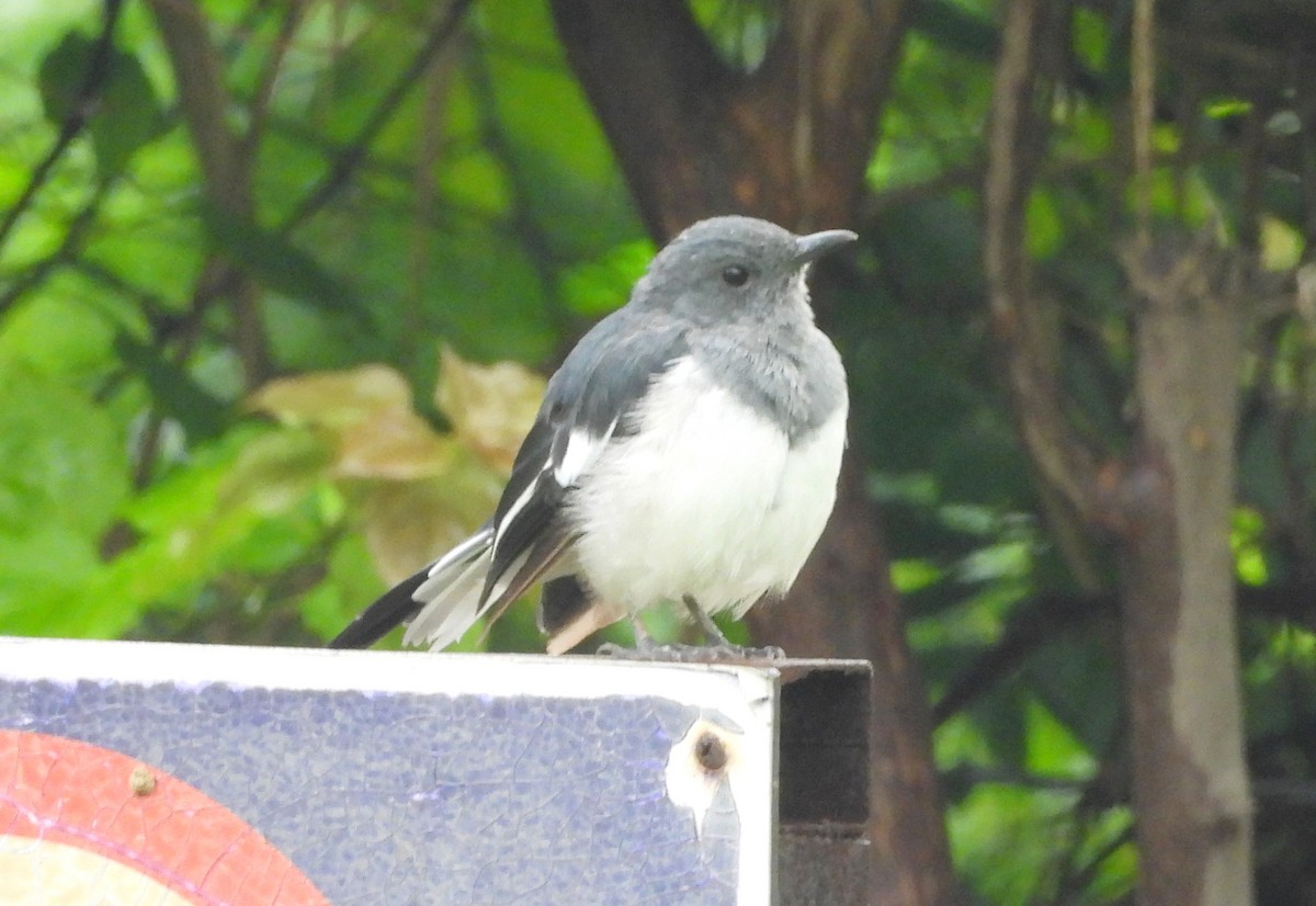 Oriental Magpie-Robin - Manju Sinha