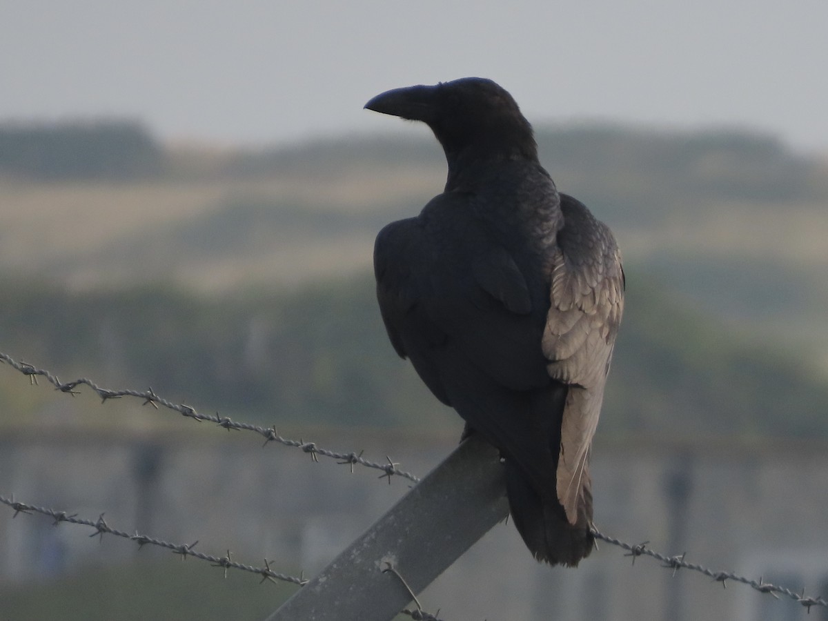 Common Raven - ML622092198