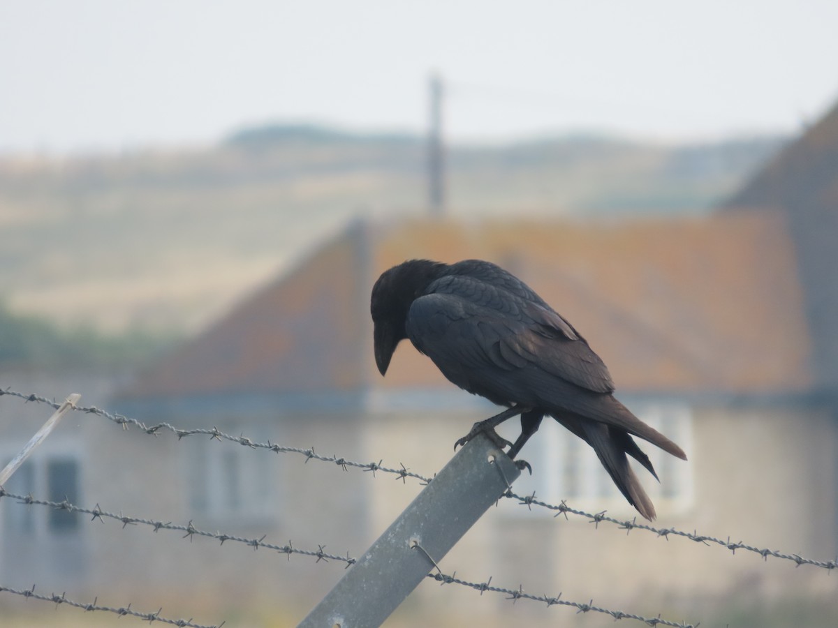 Common Raven - ML622092199