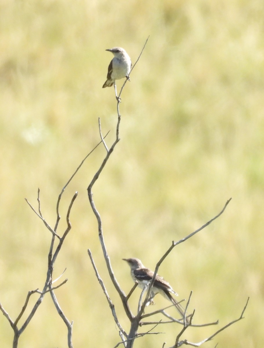 Northern Mockingbird - ML622092201