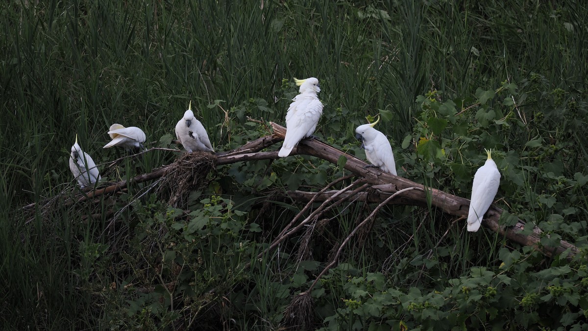 Sulphur-crested Cockatoo - ML622092202