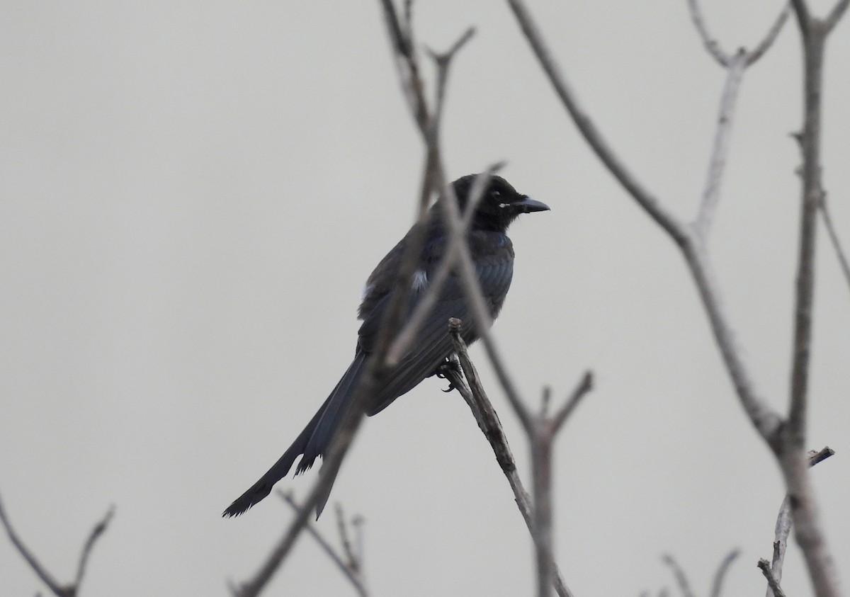 Black Drongo - ML622092203