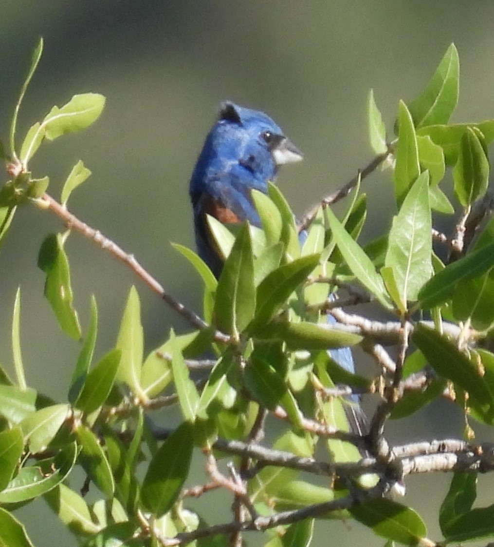 Blue Grosbeak - ML622092206