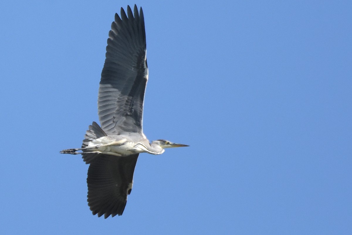 Gray Heron - ML622092207