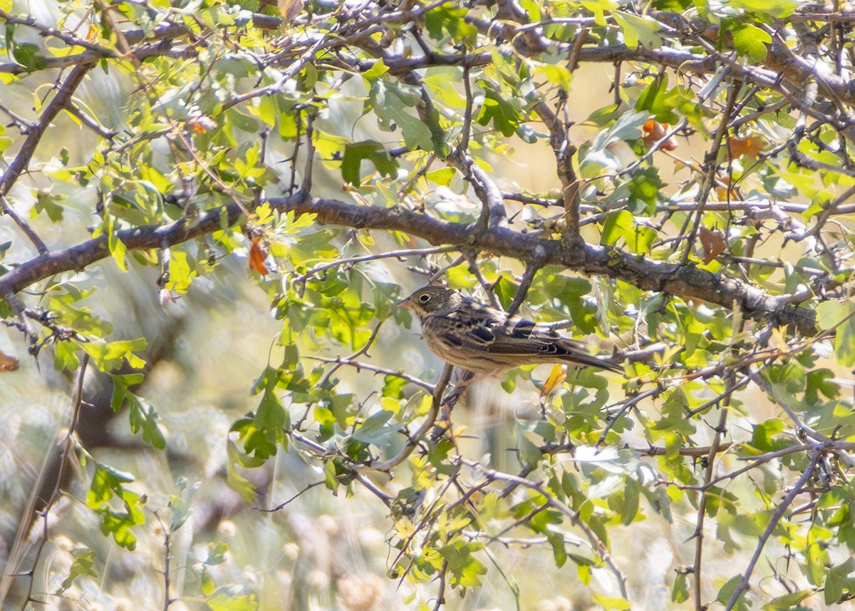 Ortolan Bunting - ML622092208