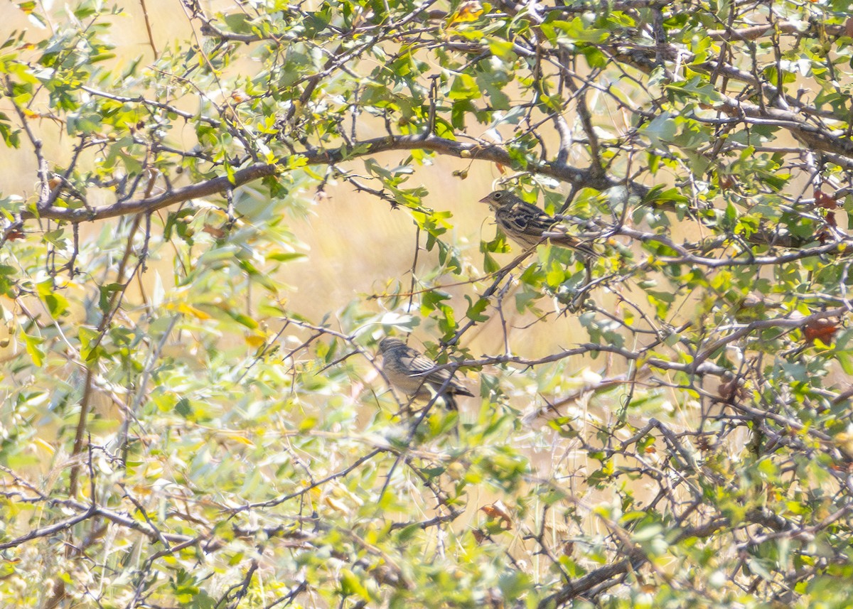 Ortolan Bunting - ML622092209