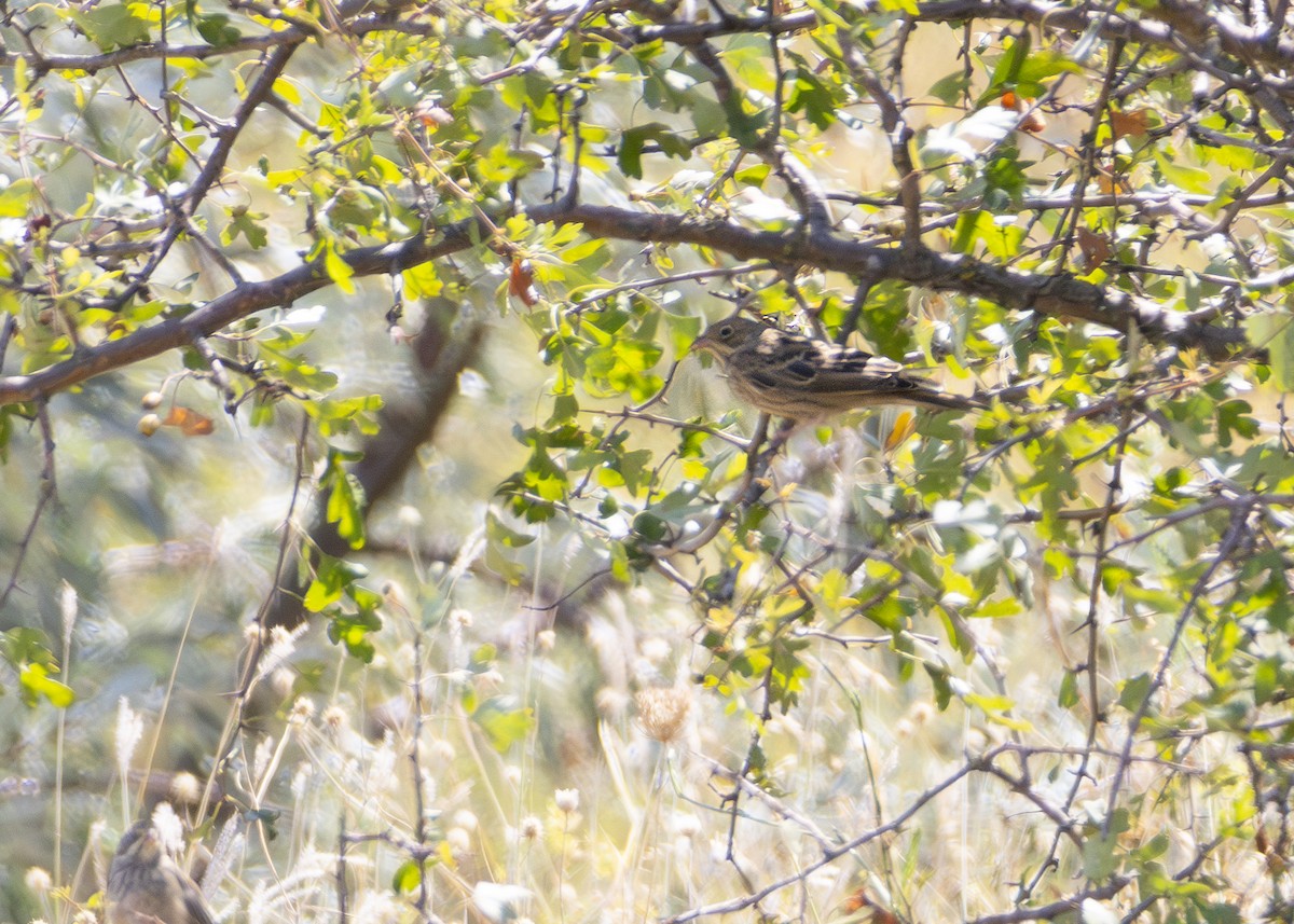 Ortolan Bunting - ML622092210