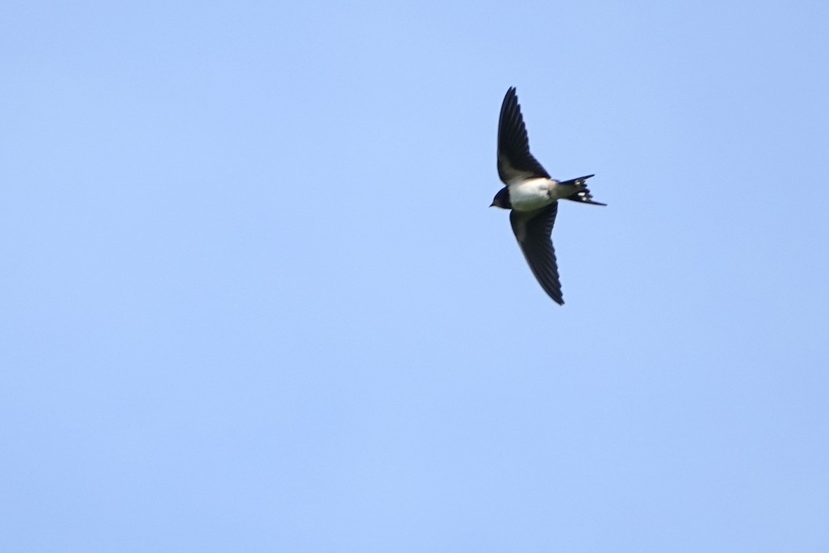 Barn Swallow - ML622092212