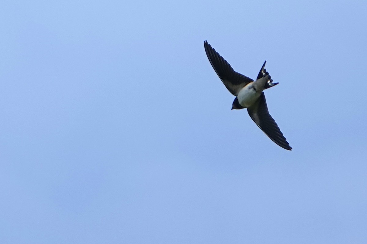 Barn Swallow - ML622092213