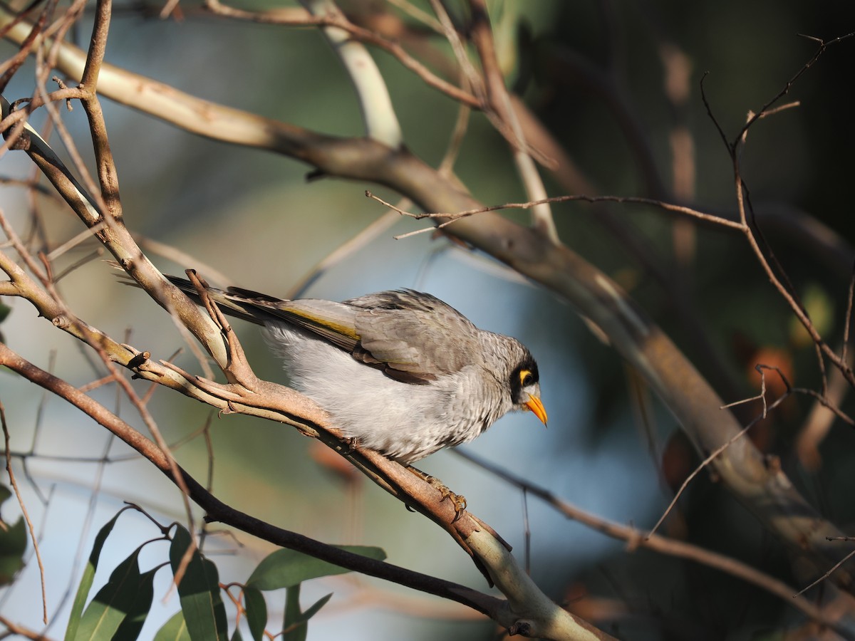 Noisy Miner - ML622092214