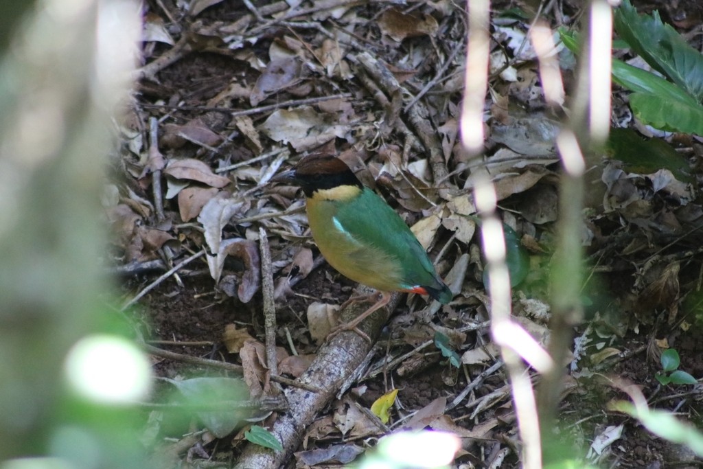 Noisy Pitta - ML622092215