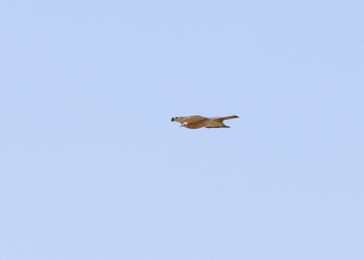 Levant Sparrowhawk - ML622092216