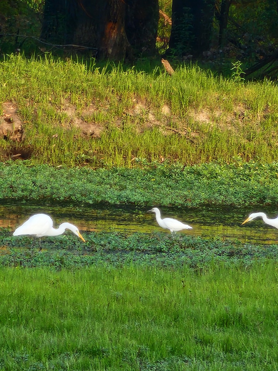 Little Blue Heron - ML622092219