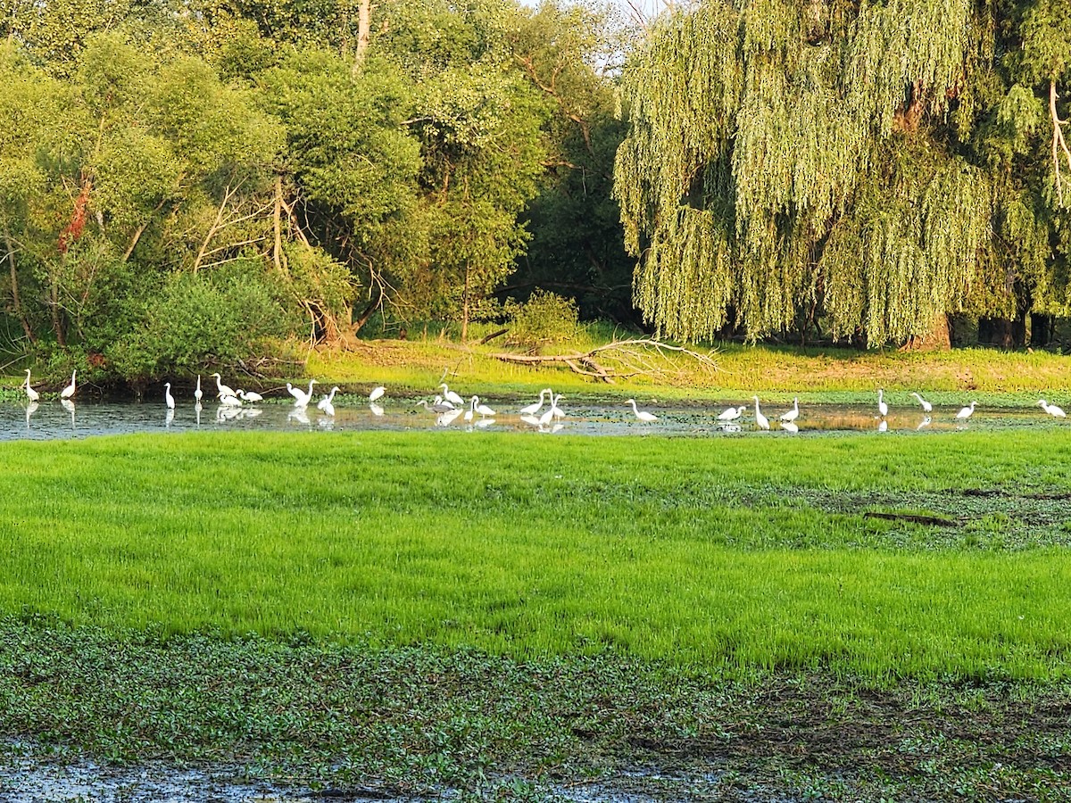 Great Egret - ML622092222