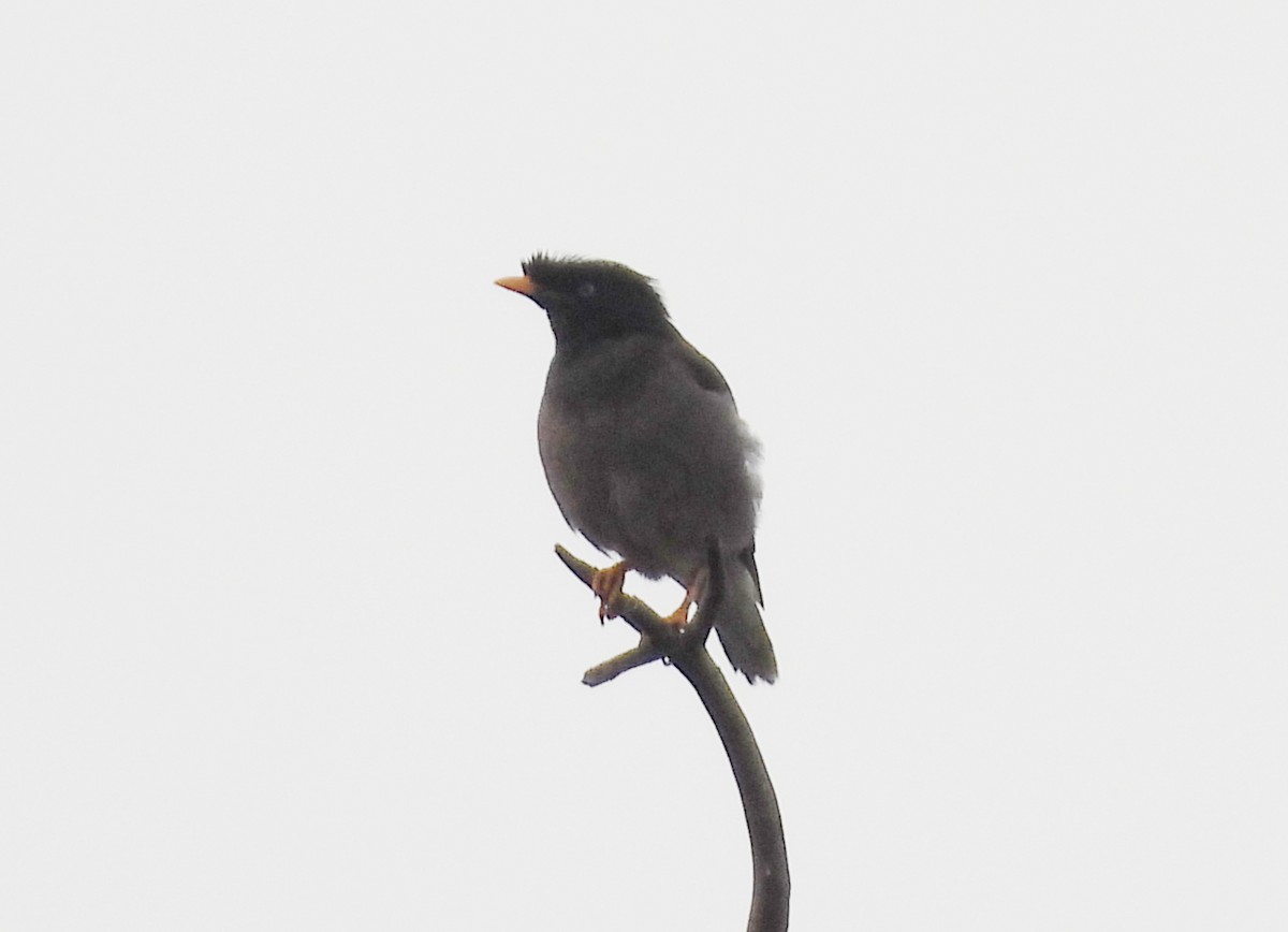 Jungle Myna - ML622092223