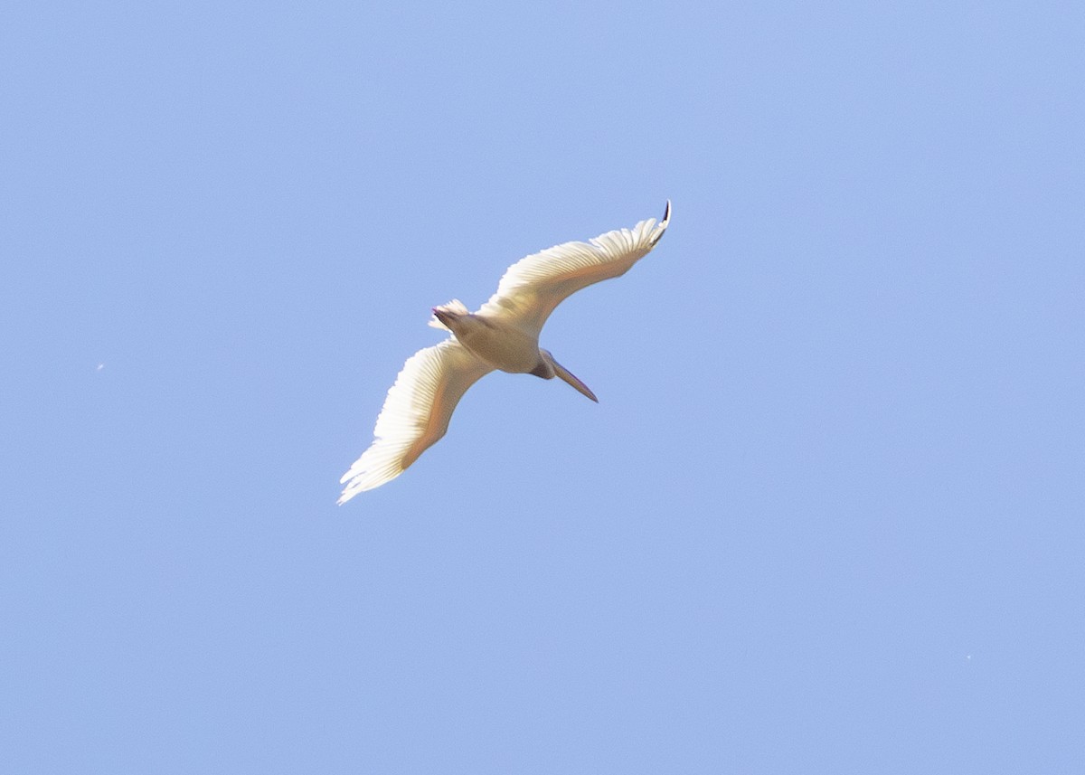 Great White Pelican - ML622092224