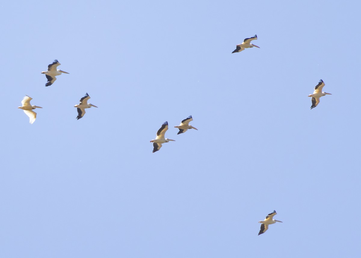 Great White Pelican - ML622092225