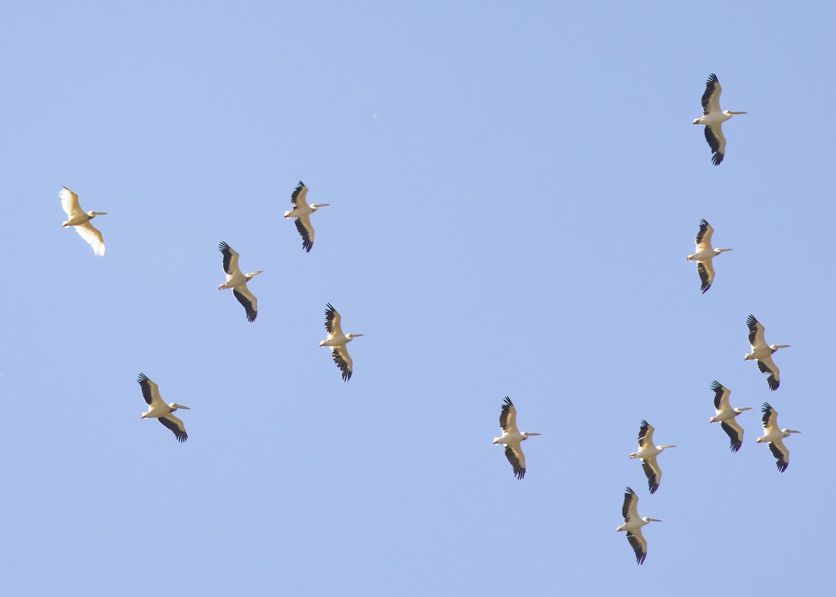 Great White Pelican - ML622092226