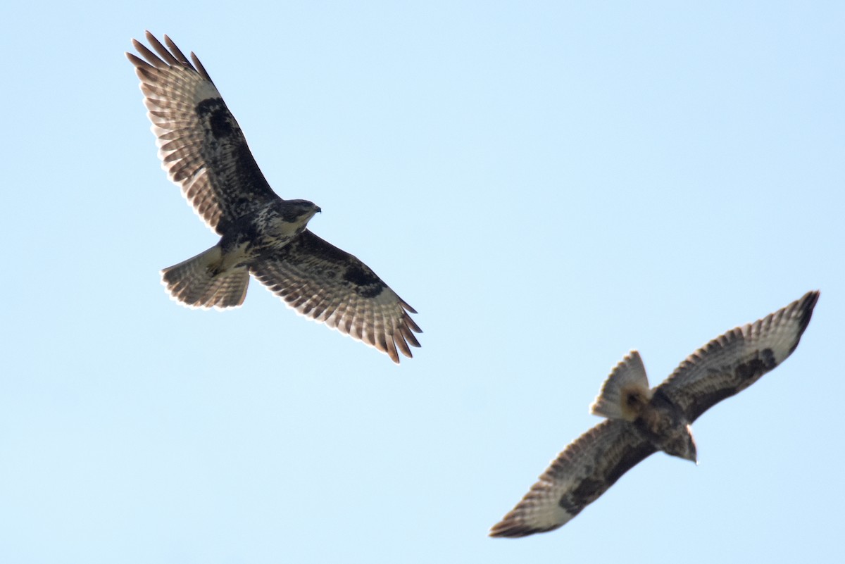 Common Buzzard - ML622092228