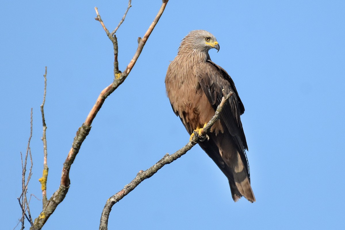 Black Kite - ML622092230