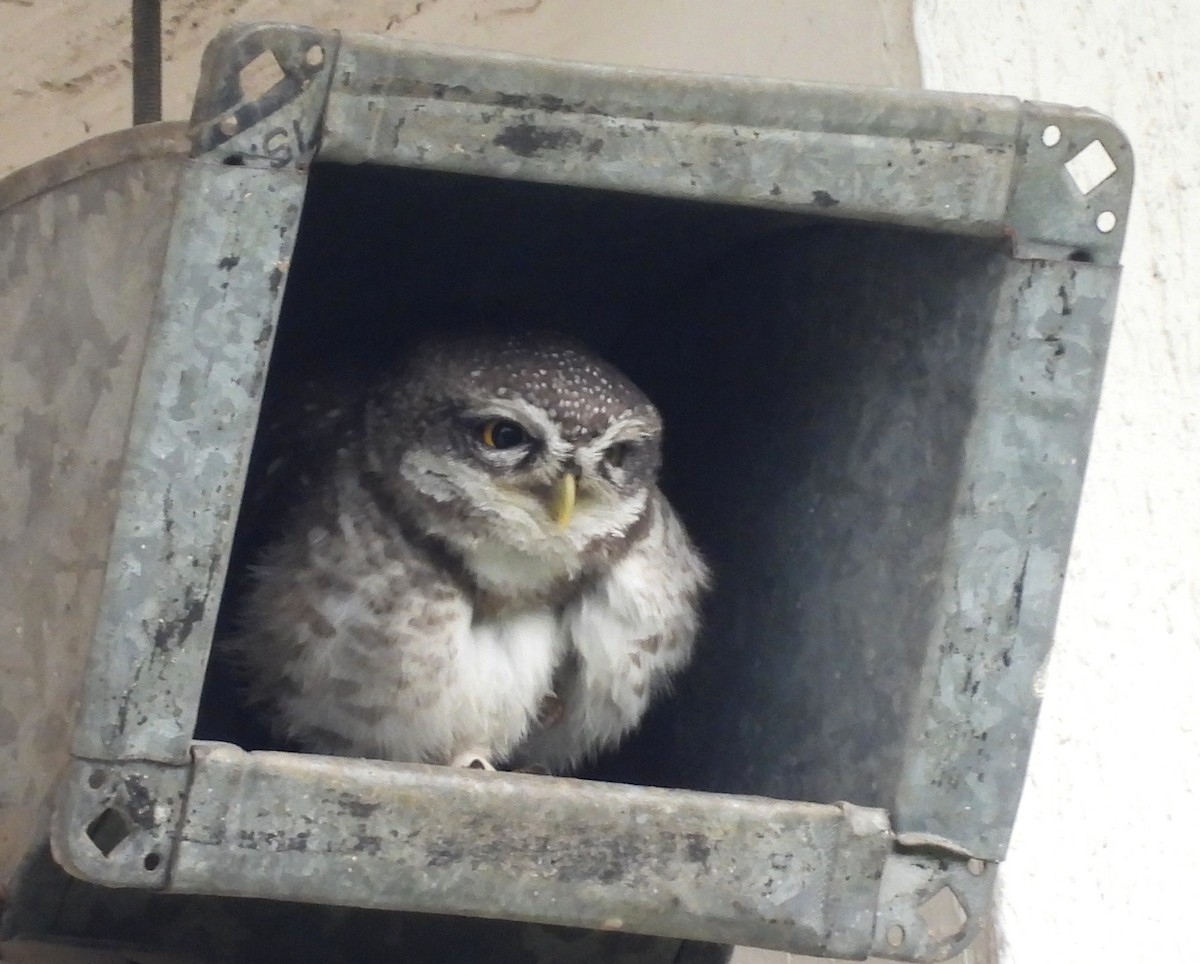 Spotted Owlet - ML622092231