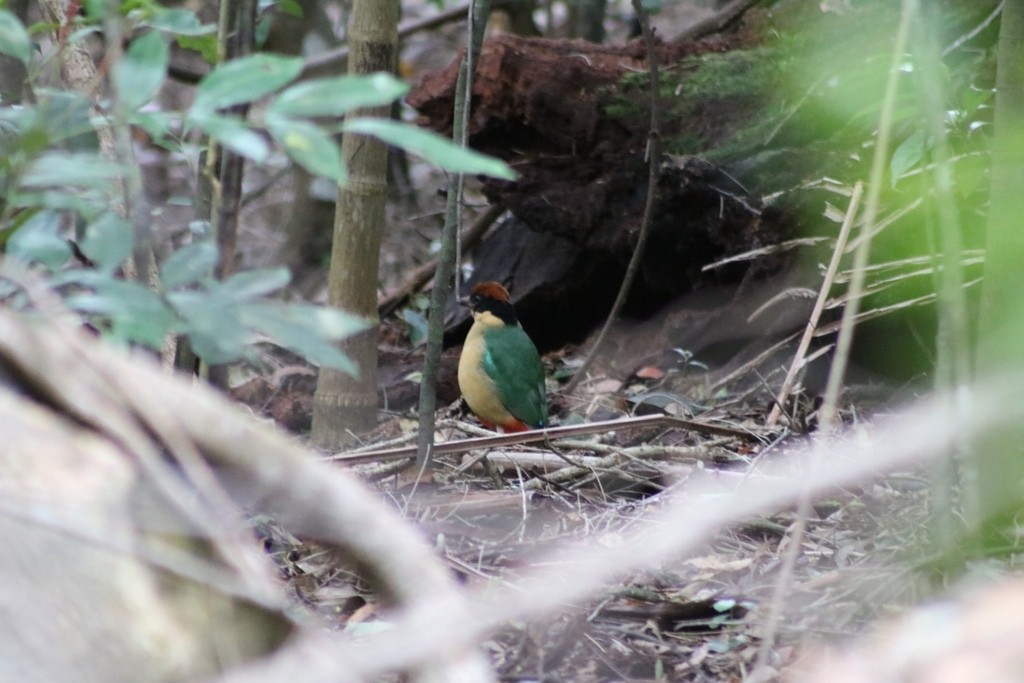 Noisy Pitta - Oscar Dove