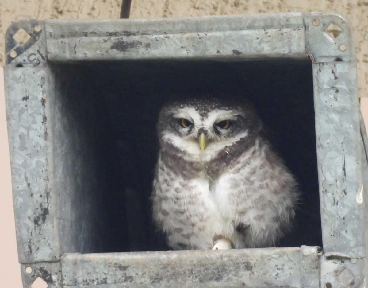 Spotted Owlet - Manju Sinha