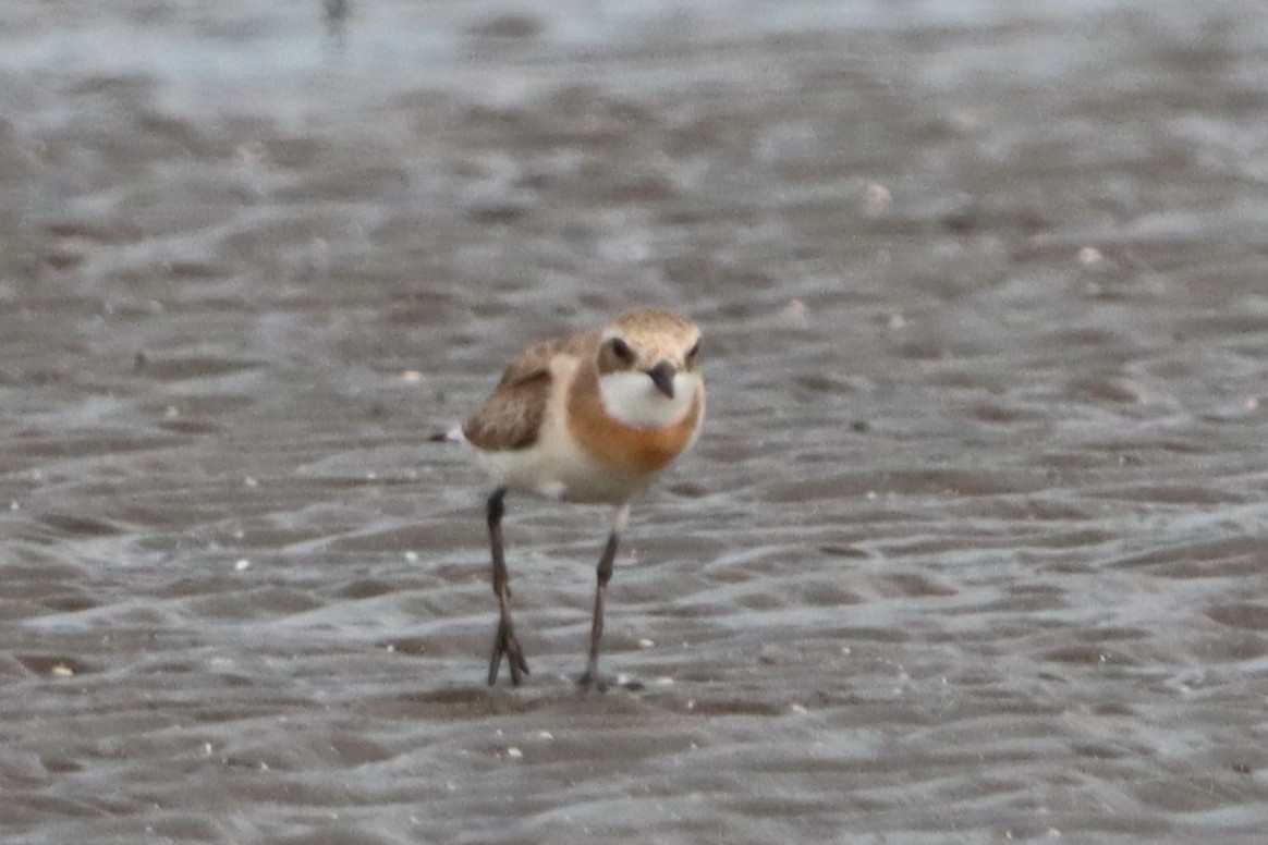 Siberian Sand-Plover - ML622092235