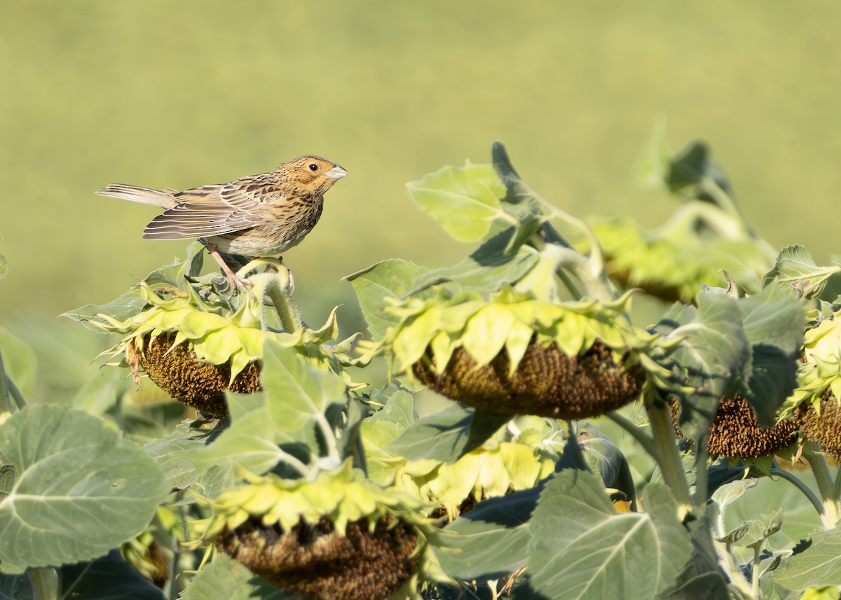 Corn Bunting - ML622092275