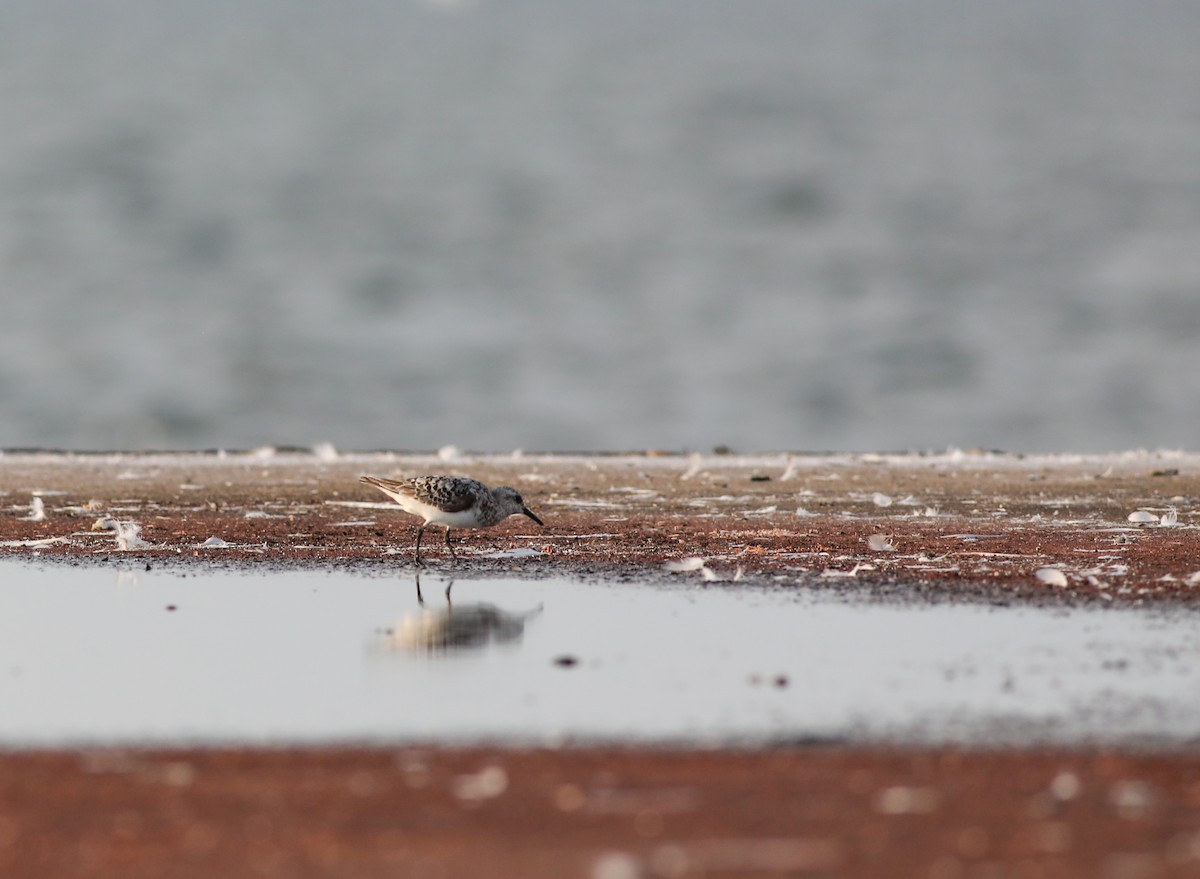 Sanderling - Debbie Parker