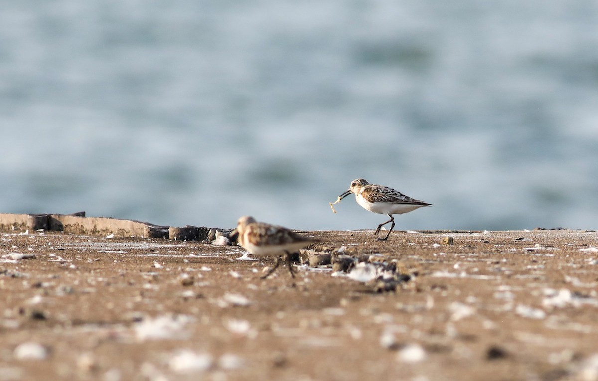 Sanderling - ML622092286