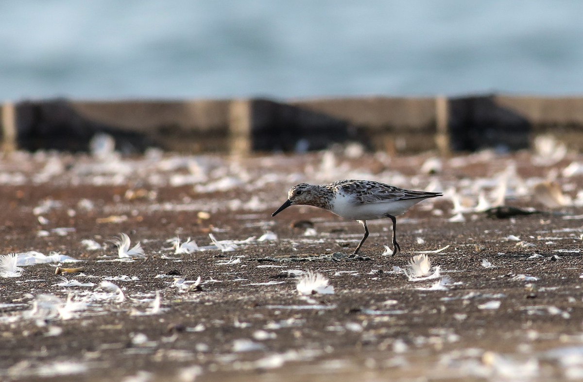 Sanderling - ML622092287