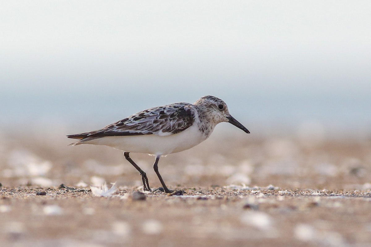 Sanderling - Debbie Parker