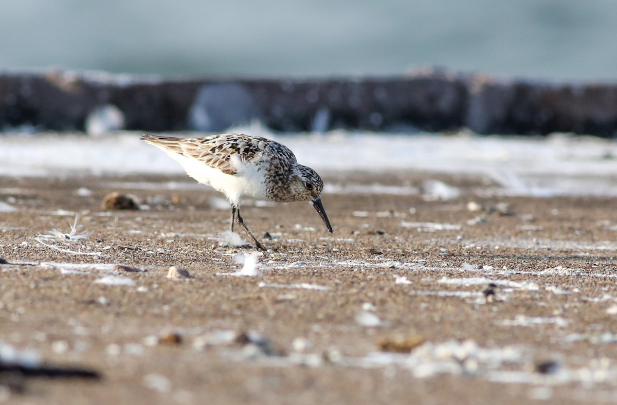 Sanderling - ML622092289