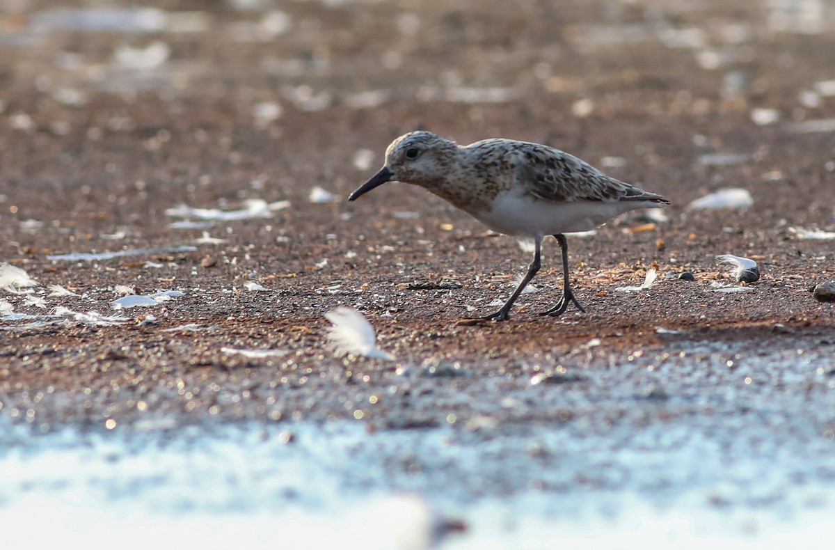 Sanderling - ML622092290