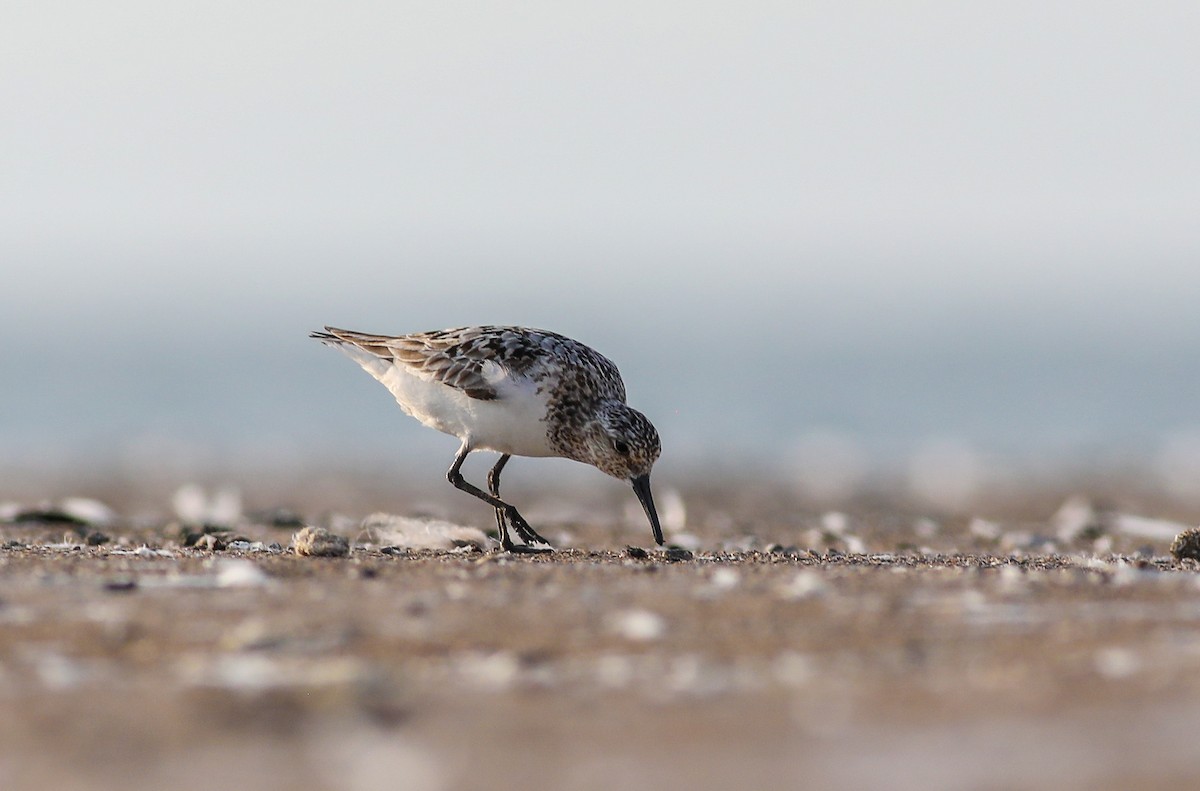 Sanderling - ML622092291