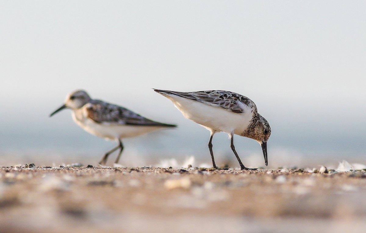 Sanderling - ML622092292