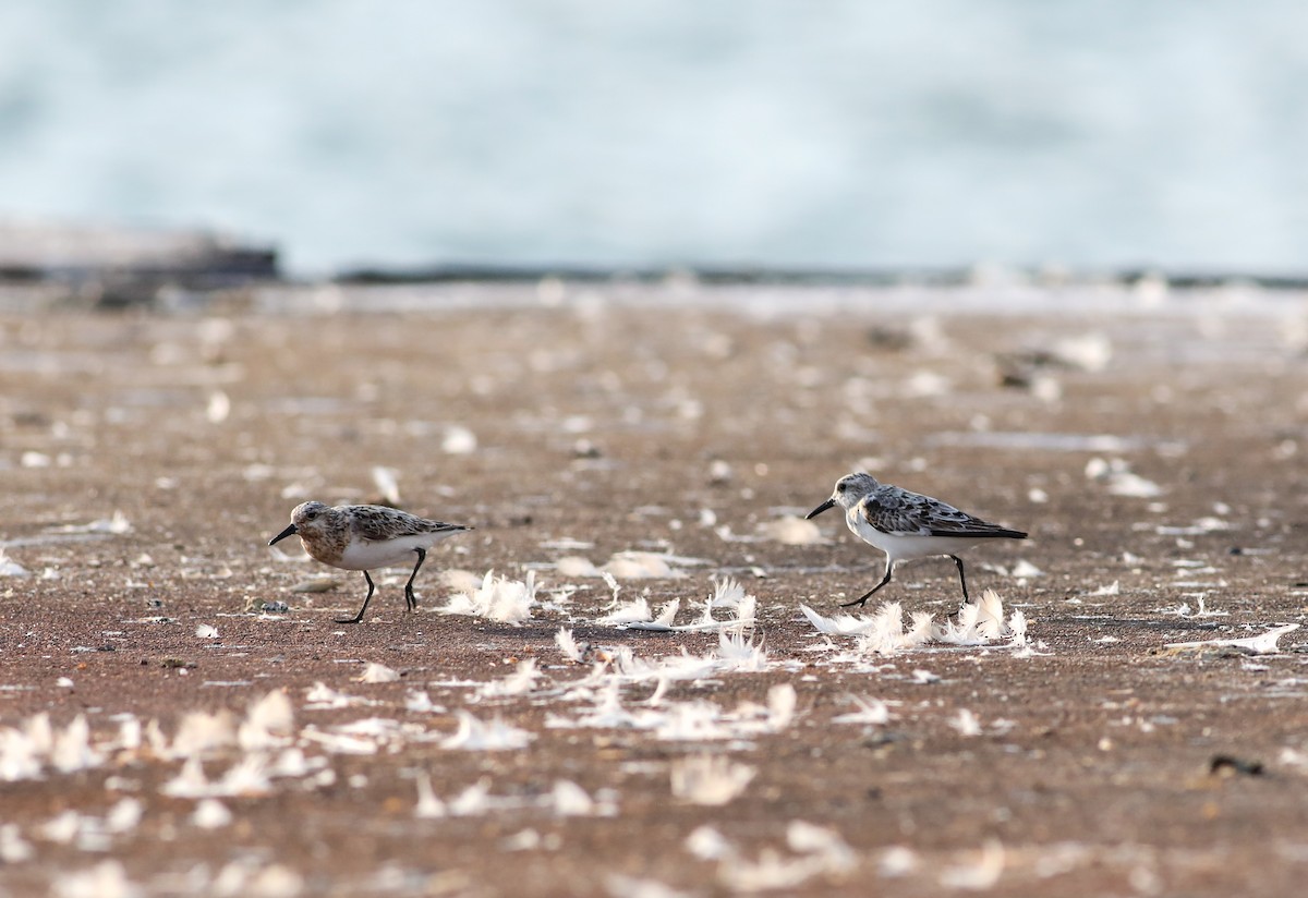 Sanderling - ML622092293