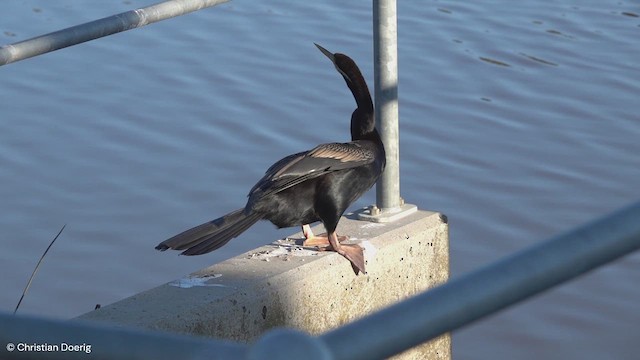 Anhinga Australiana - ML622092319