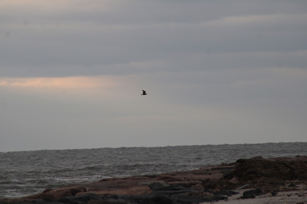 Iceland Gull - ML622092326