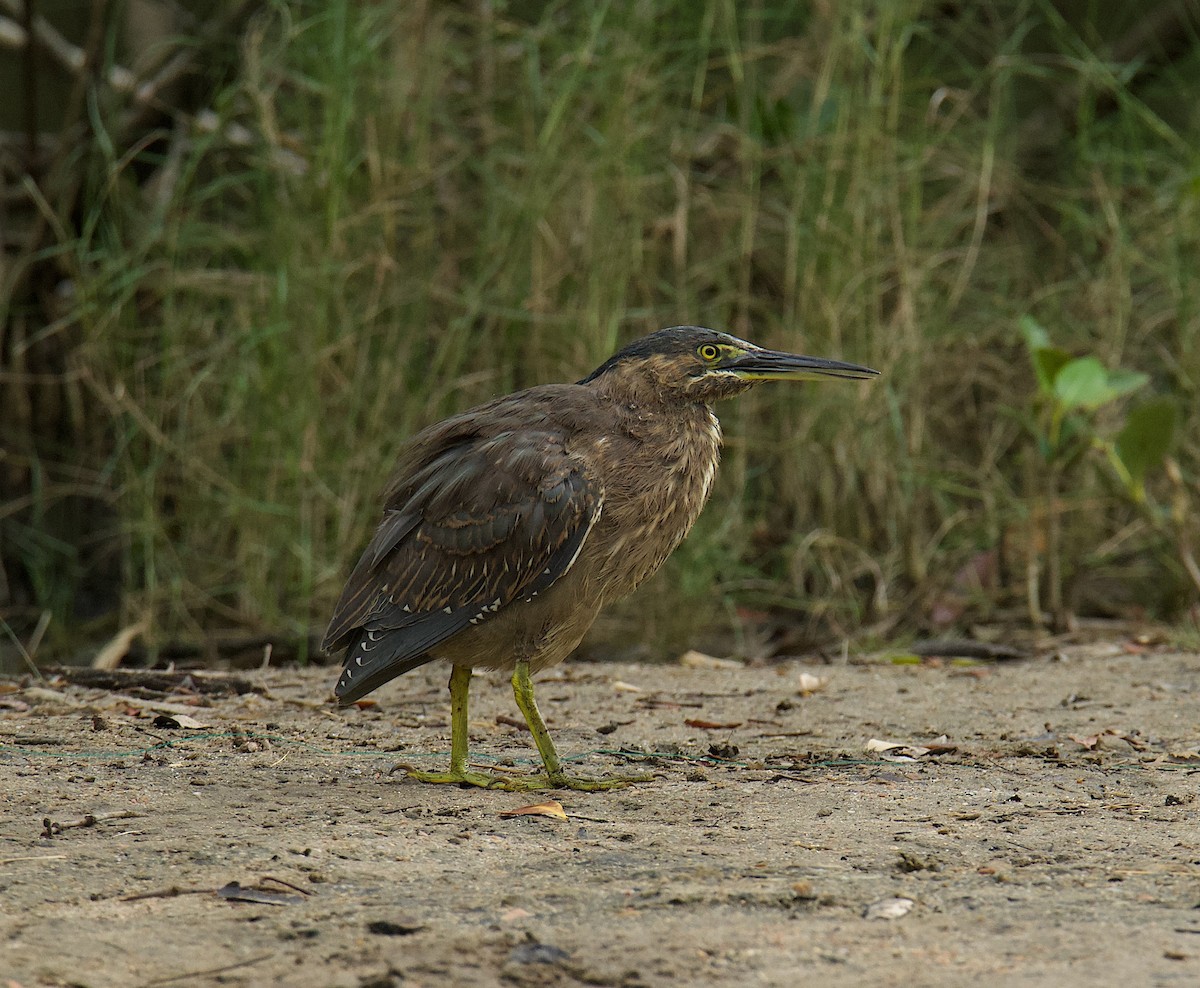 Striated Heron - ML622092350