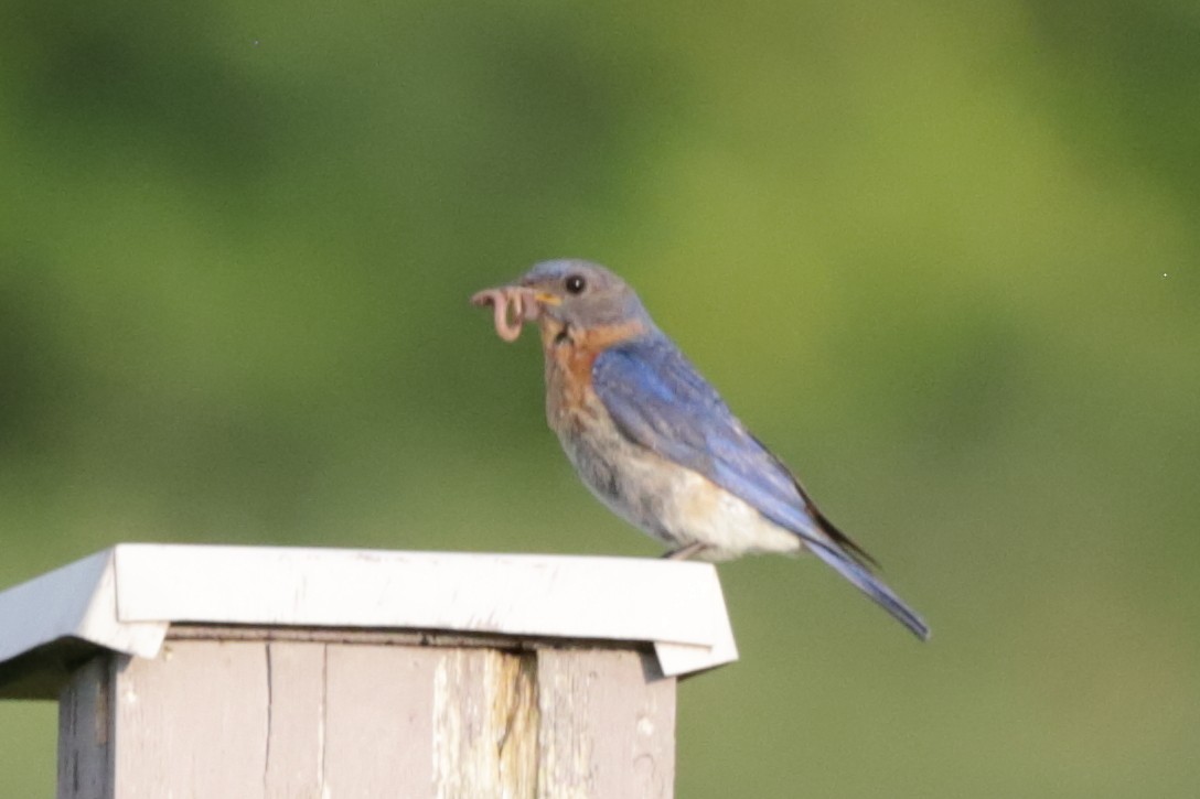 Eastern Bluebird - ML622092355