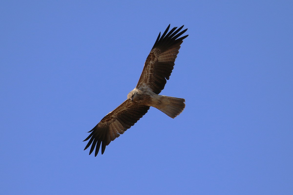 Whistling Kite - ML622092361